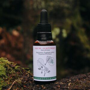 AULNE GLUTINEUX - Macérat de Bourgeons BIO