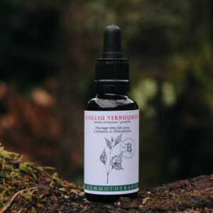 BOULEAU VERRUQUEUX - Macérat de Bourgeons BIO
