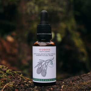 SEQUOIA - Macérat de Bourgeons BIO