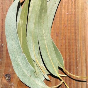 Eucalyptus