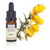 GORSE - AJONC - Elixir Floral