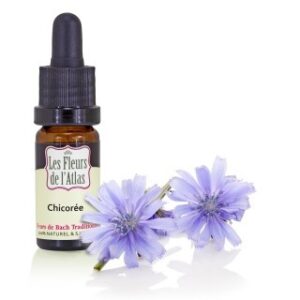 CHICORY - CHICOREE - Elixir Floral