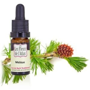 LARCH - MELEZE - Elixir Floral