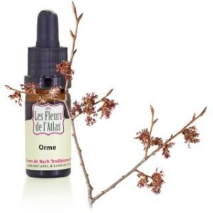 ELM - ORME - Elixir Floral
