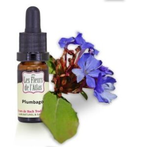 CERATO - PLUMBAGO - Elixir Floral