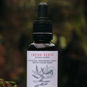 FRENE ELEVE - Macérat de Bourgeons  BIO